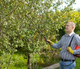Engrais urée : pourquoi en avez-vous besoin et comment l’utiliser correctement