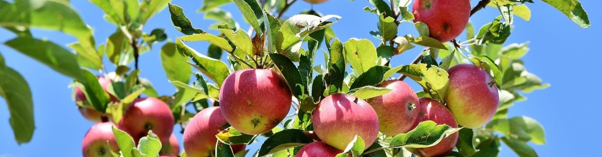 Comment planter un pommier dans l'Oural au printemps et en automne : du choix de la variété aux conseils d'entretien