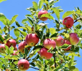 Comment planter un pommier dans l'Oural au printemps et en automne : du choix de la variété aux conseils d'entretien
