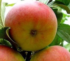 Pommier Kulikovskoye : caractéristiques de la variété et entretien