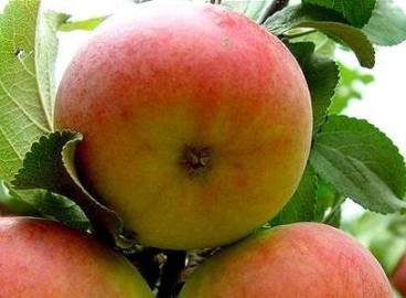 Pommier Kulikovskoye : caractéristiques de la variété et entretien