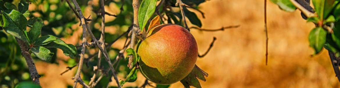 Les branches du pommier se dessèchent : causes et solutions pour sauver l'arbre de la mort