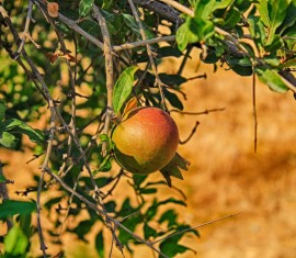 Les branches du pommier se dessèchent : causes et solutions pour sauver l'arbre de la mort