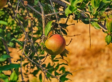 Les branches du pommier se dessèchent : causes et solutions pour sauver l'arbre de la mort