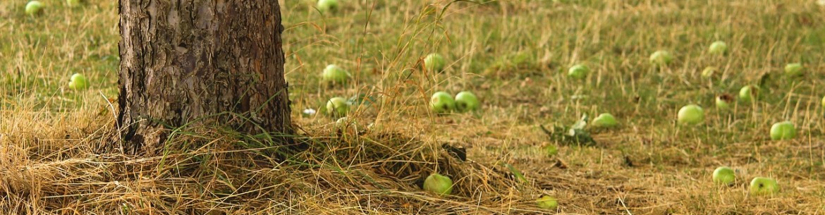 Pommes comme engrais pour le sol : conseils pour utiliser les fruits tombés, les épluchures et les fruits pourris