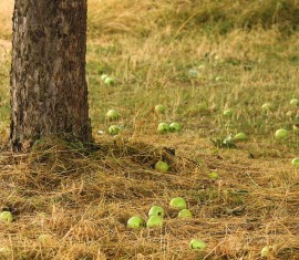 Pommes comme engrais pour le sol : conseils pour utiliser les fruits tombés, les épluchures et les fruits pourris