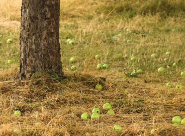 Pommes comme engrais pour le sol : conseils pour utiliser les fruits tombés, les épluchures et les fruits pourris