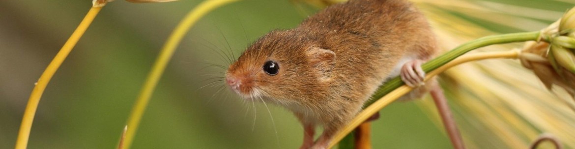 Comment se débarrasser des souris dans son jardin : lutter contre ces petits rongeurs