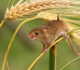 Comment se débarrasser des souris dans son jardin : lutter contre ces petits rongeurs
