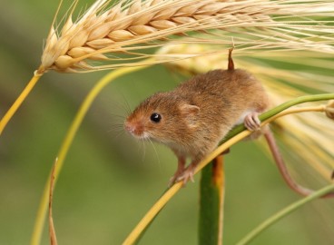 Comment se débarrasser des souris dans son jardin : lutter contre ces petits rongeurs