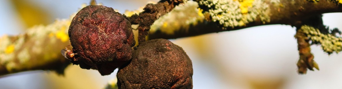 Pommes pourrissant sur l'arbre : causes et traitement