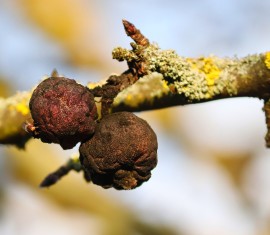 Pommes pourrissant sur l'arbre : causes et traitement