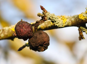 Pommes pourrissant sur l'arbre : causes et traitement