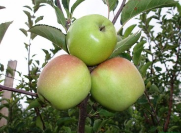 Pommier Président : caractéristiques de la variété et entretien