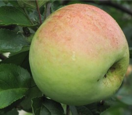 Pommier Antonovka : caractéristiques de la variété et entretien