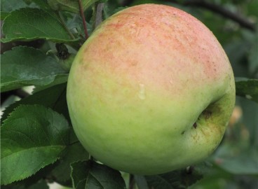 Pommier Antonovka : caractéristiques de la variété et entretien