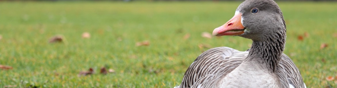 Pourquoi un canard a-t-il besoin de pommes ?