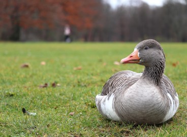 Pourquoi un canard a-t-il besoin de pommes ?