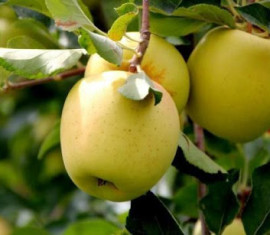 Pommier Korey : caractéristiques de la variété et entretien