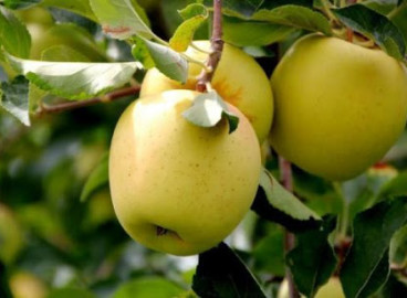 Pommier Korey : caractéristiques de la variété et entretien