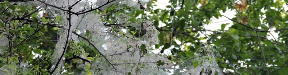 Causes de la présence de toiles d'araignées sur les pommiers et méthodes de lutte antiparasitaire