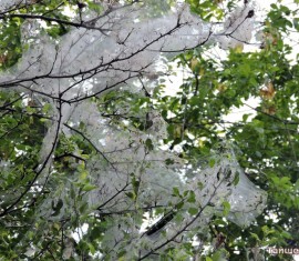 Causes de la présence de toiles d'araignées sur les pommiers et méthodes de lutte antiparasitaire