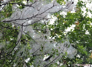 Causes de la présence de toiles d'araignées sur les pommiers et méthodes de lutte antiparasitaire