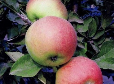 Pommier Valuta : caractéristiques de la variété et entretien