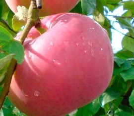 Pommier de Genève : caractéristiques de la variété et entretien