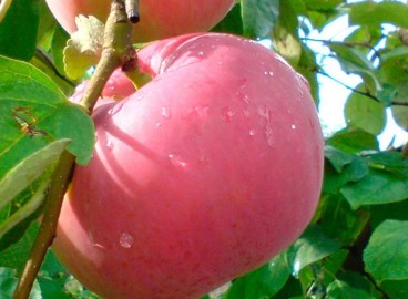 Pommier de Genève : caractéristiques de la variété et entretien