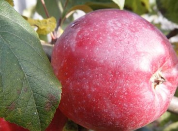 Pommier Liberty : caractéristiques de la variété et entretien