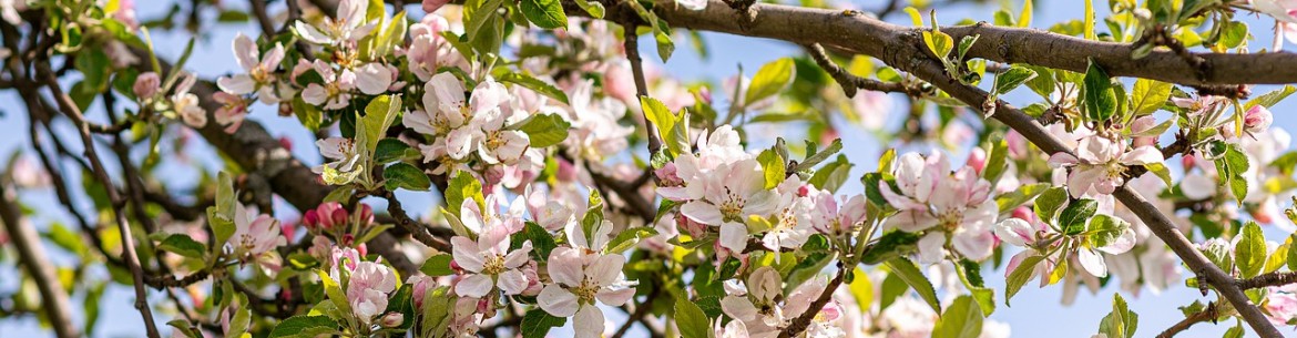 Le traitement des pommiers au sulfate de cuivre : un point important dans la prévention des maladies et des ravageurs