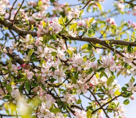 Le traitement des pommiers au sulfate de cuivre : un point important dans la prévention des maladies et des ravageurs