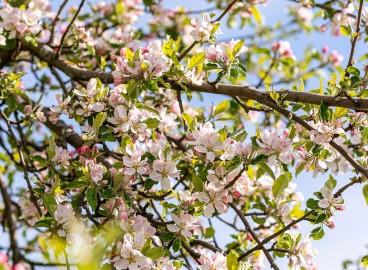 Le traitement des pommiers au sulfate de cuivre : un point important dans la prévention des maladies et des ravageurs