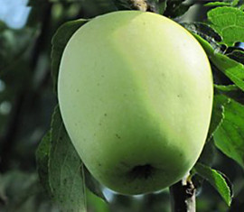 Pommier Arkad : caractéristiques de la variété et entretien
