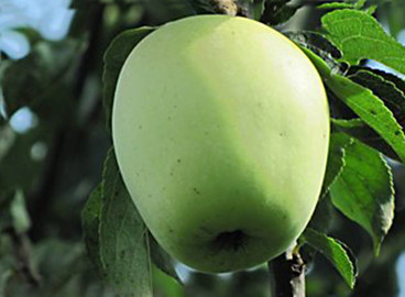Pommier Arkad : caractéristiques de la variété et entretien