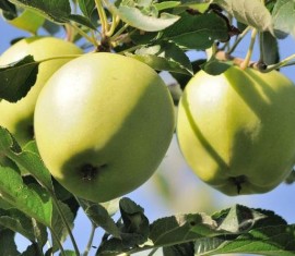 Pommier sucrier Arkad : Variété, caractéristiques et entretien