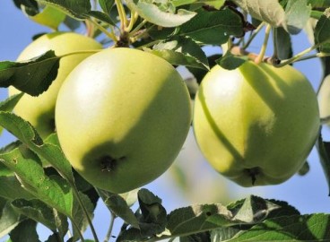 Pommier sucrier Arkad : Variété, caractéristiques et entretien