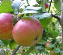 Pommier « Prizemlennye » : caractéristiques de la variété et entretien