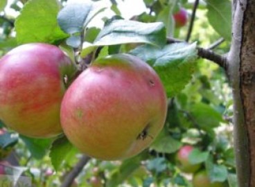 Pommier « Prizemlennye » : caractéristiques de la variété et entretien