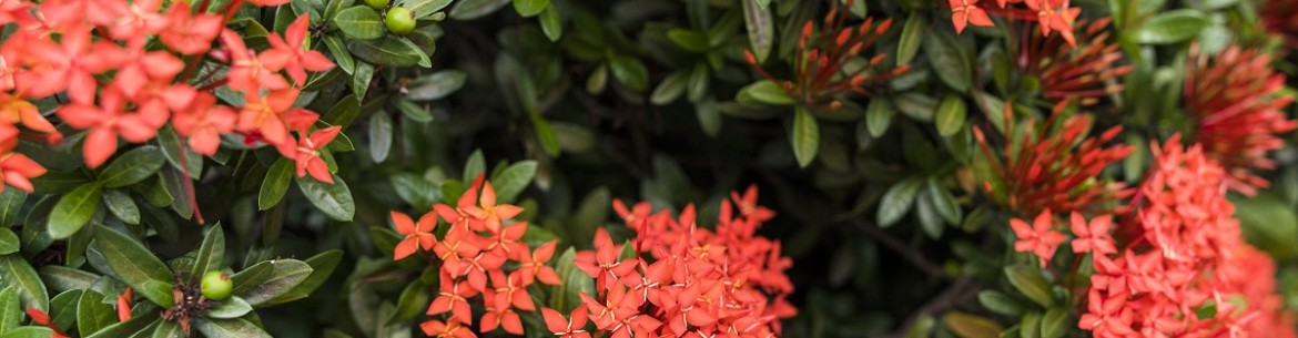 Arbustes à fleurs pour le jardin : choisir les plus beaux