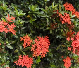 Arbustes à fleurs pour le jardin : choisir les plus beaux