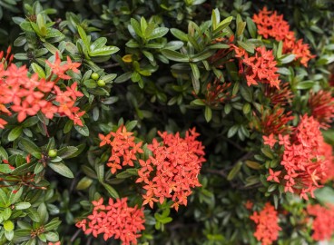 Arbustes à fleurs pour le jardin : choisir les plus beaux