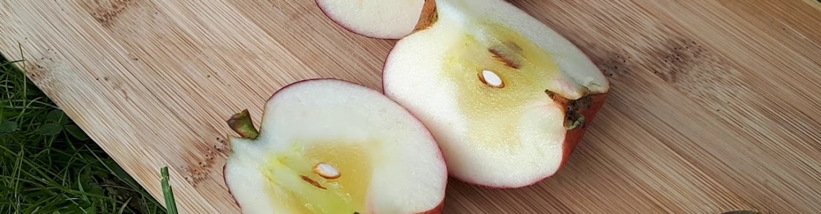 Pourquoi les pommes deviennent transparentes et comment lutter contre cet aspect vitreux