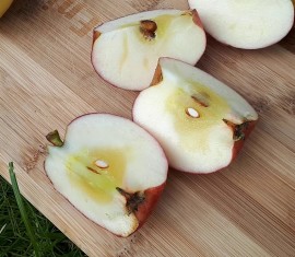 Pourquoi les pommes deviennent transparentes et comment lutter contre cet aspect vitreux