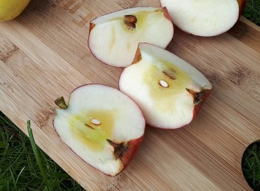 Pourquoi les pommes deviennent transparentes et comment lutter contre cet aspect vitreux