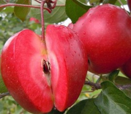 Pommier Red Catty : Variété, caractéristiques et entretien