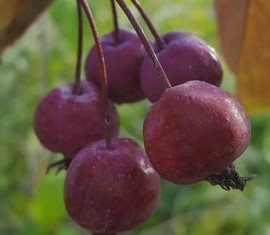 Pommier Helena : caractéristiques de la variété et entretien