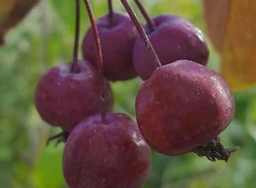 Pommier Helena : caractéristiques de la variété et entretien