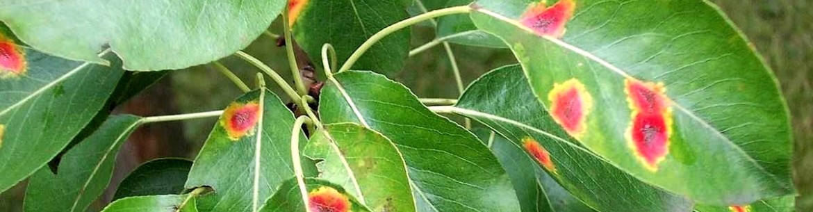 Taches rouges sur les feuilles de pommier : que faire et comment traiter les arbres